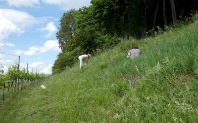 Wiesenaufwertung am Burghölzli-Waldrand