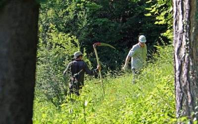 Wiesenpflege am Burghölzliwaldrand