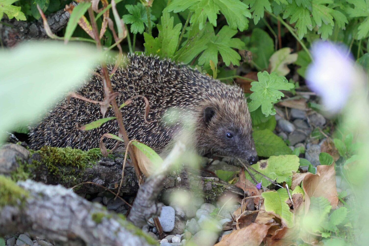 Igel im Garten