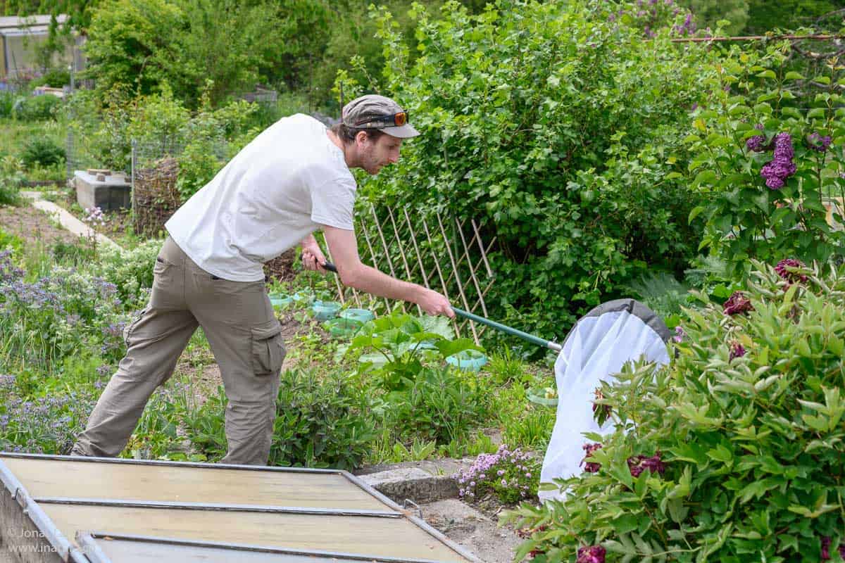 Philipp Heller erhebt die Wildbienen in den Familiengärten Wehrenbach.