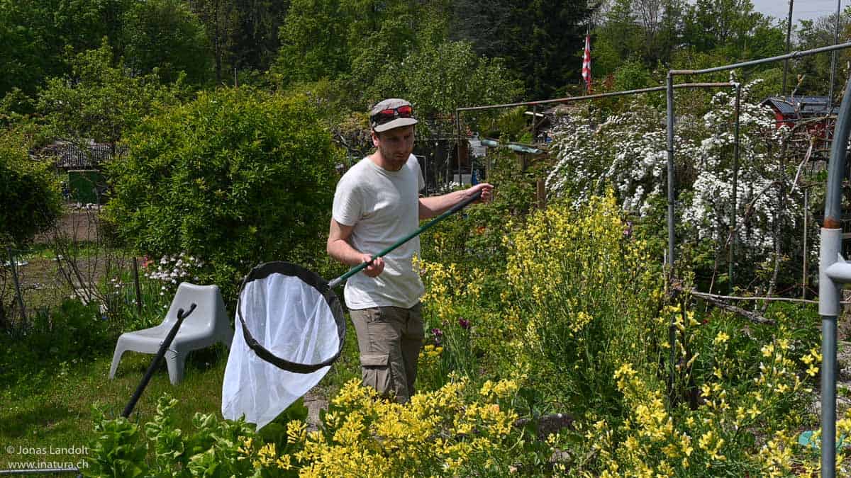 Philipp Heller erhebt die Wildbienen in den Familiengärten Wehrenbach.