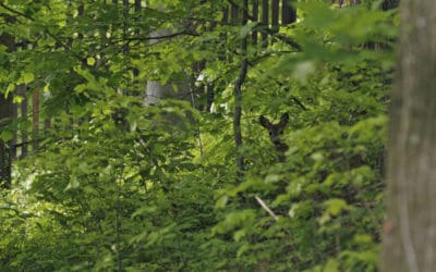 Ein trauriges Ende für die Burghölzli-Rehe