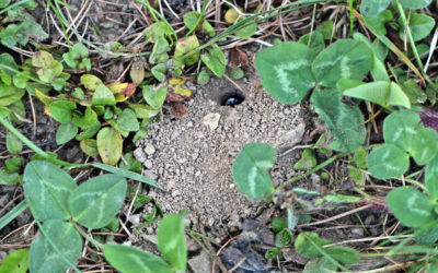 Das Wildbienenbord