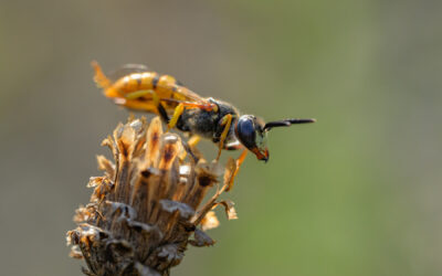 Bienenwolf
