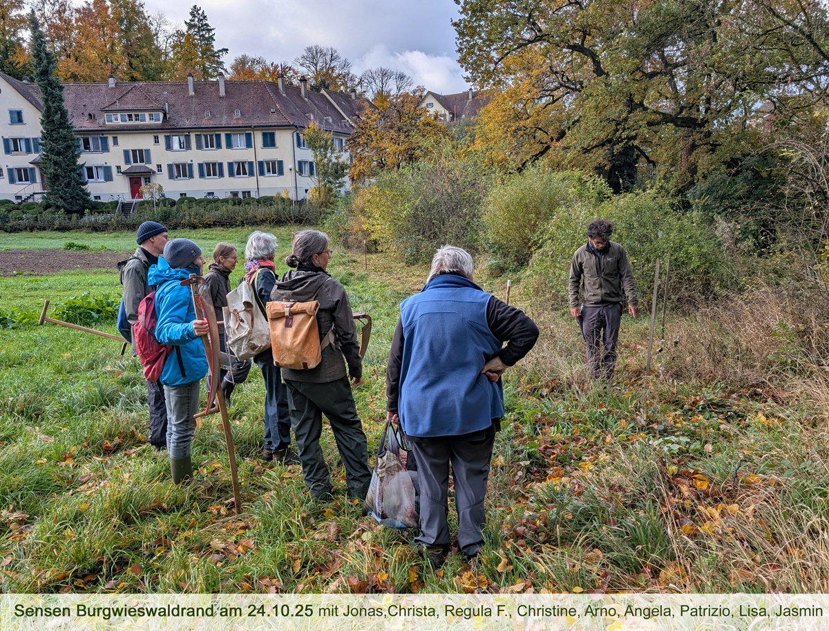 1-2025-10-24_187KBurgwieswaldrandCDGkomp
