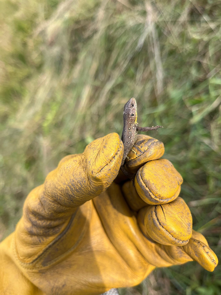 5-25-10-03 Wehrenb.e464c60b-f6c2-4343-9413-7c9aa1a1e38e NHkomp