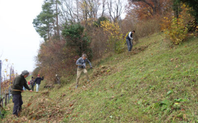 Zweites Sensenhalbjahr 2025: Emdschnitte