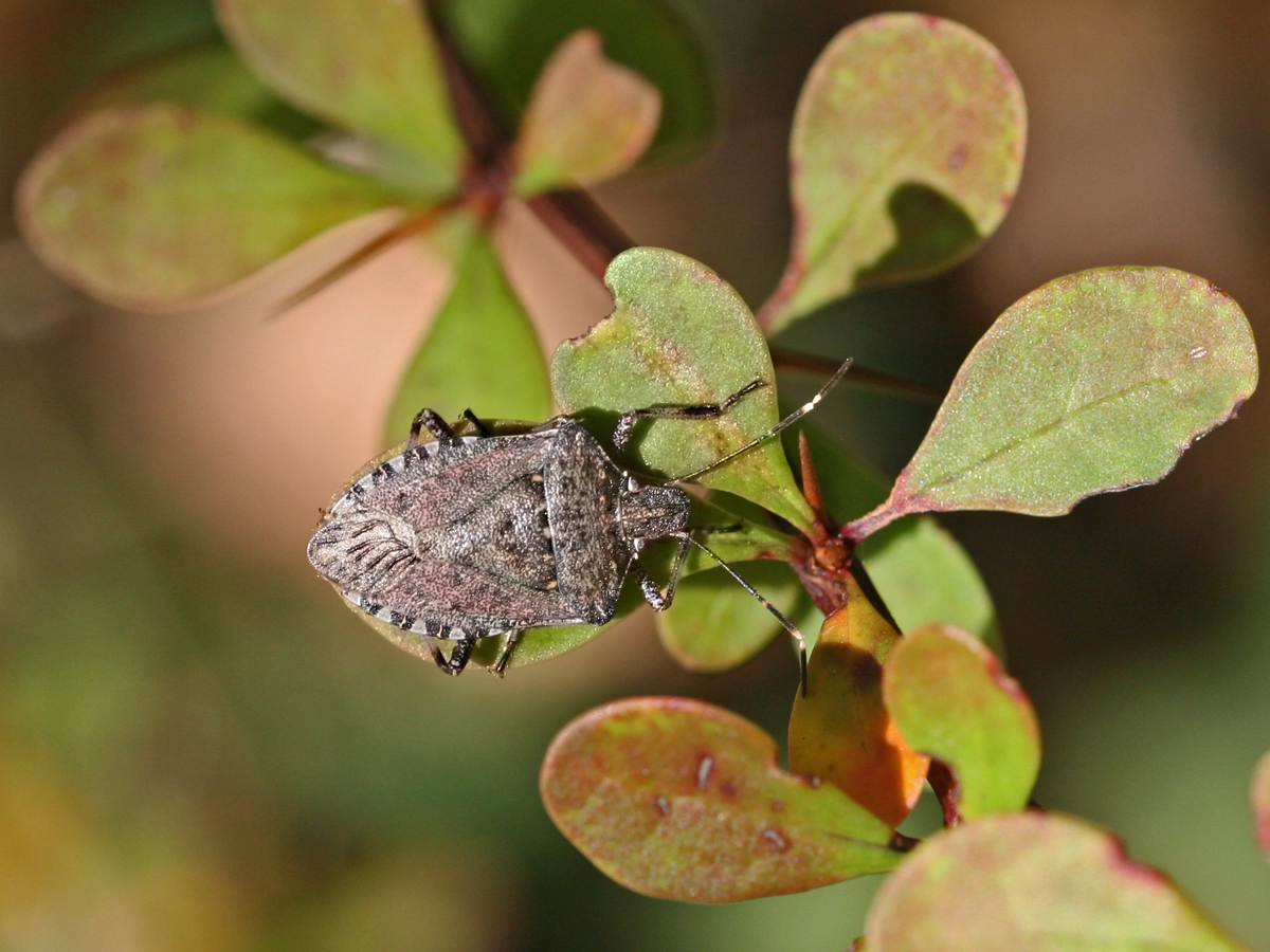 1156-09 Marmorierte Baumwanze Halyomorpha halys CDG Krabbenspinne gelb