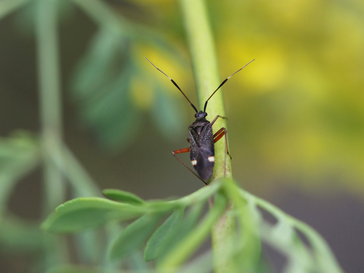2815-25-06-05Weichwanze Closterotomus biclavatus CDG Krabbenspinne gelb