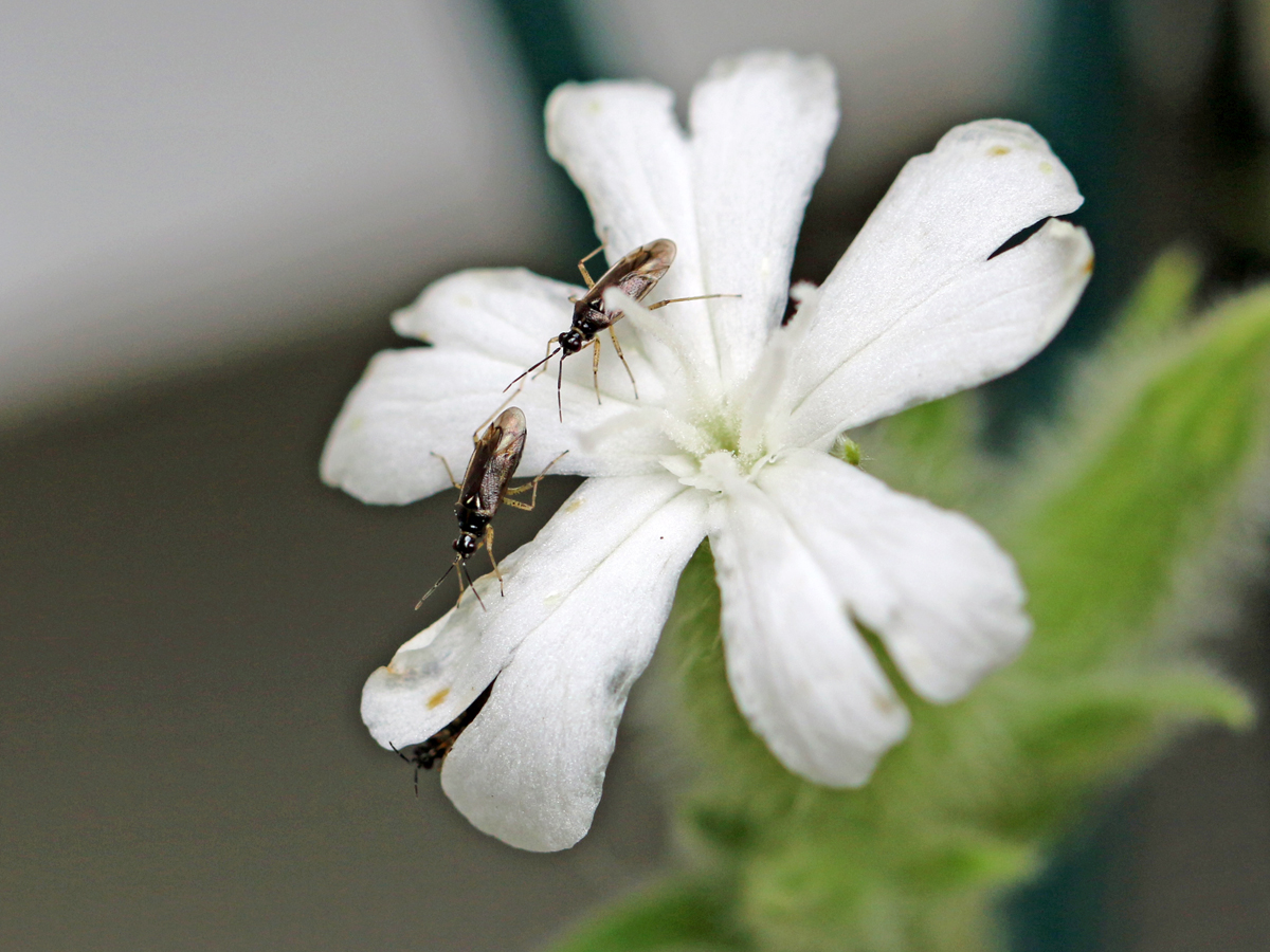 3281-25-07-03Weichwanzen Dicyphus globulifer auf weisser Lichtnelke CDG Krabbenspinne gelb