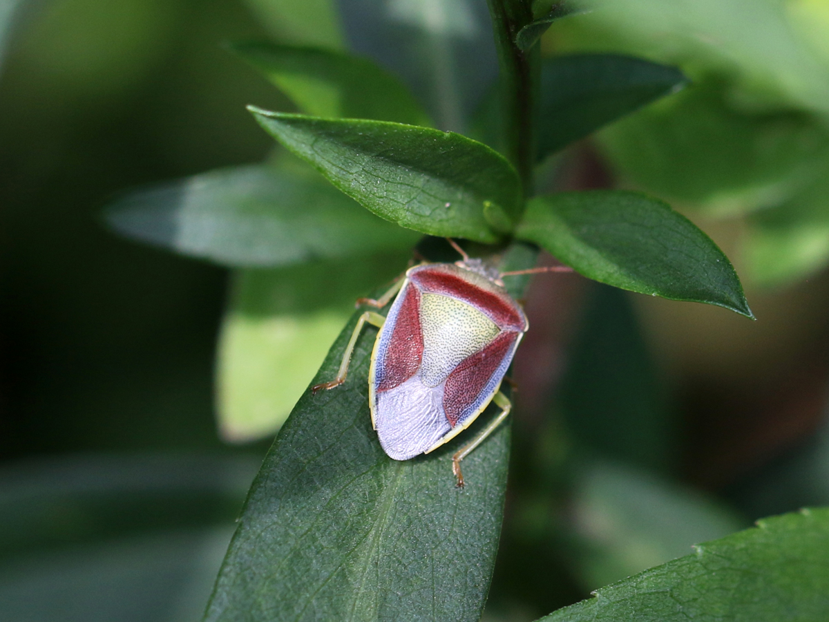 3627-25-07-17 Ginsterwanze Piezodorus lituratus CDG Krabbenspinne gelb