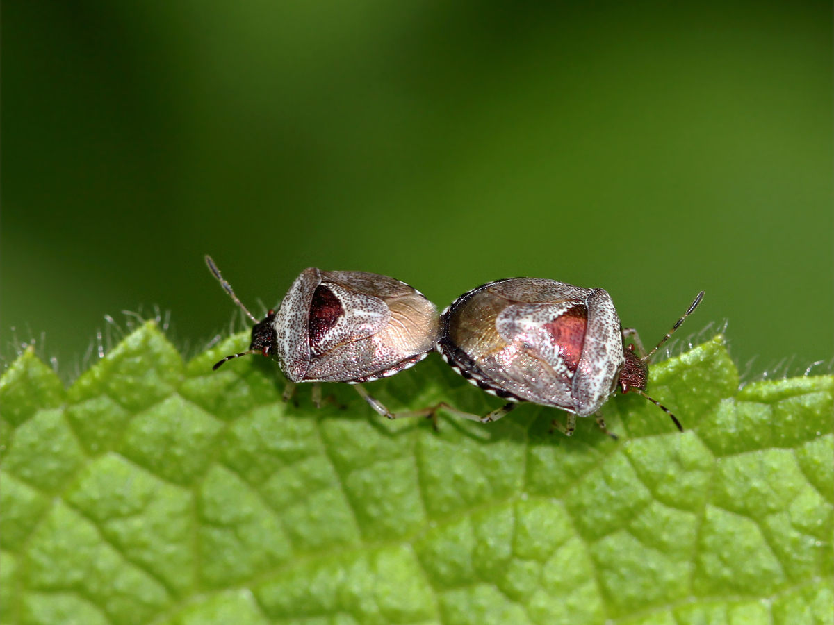 5789-16Schillerwanzenpaarung Eysarcorisvenustissimus CDG Krabbenspinne Gesicht