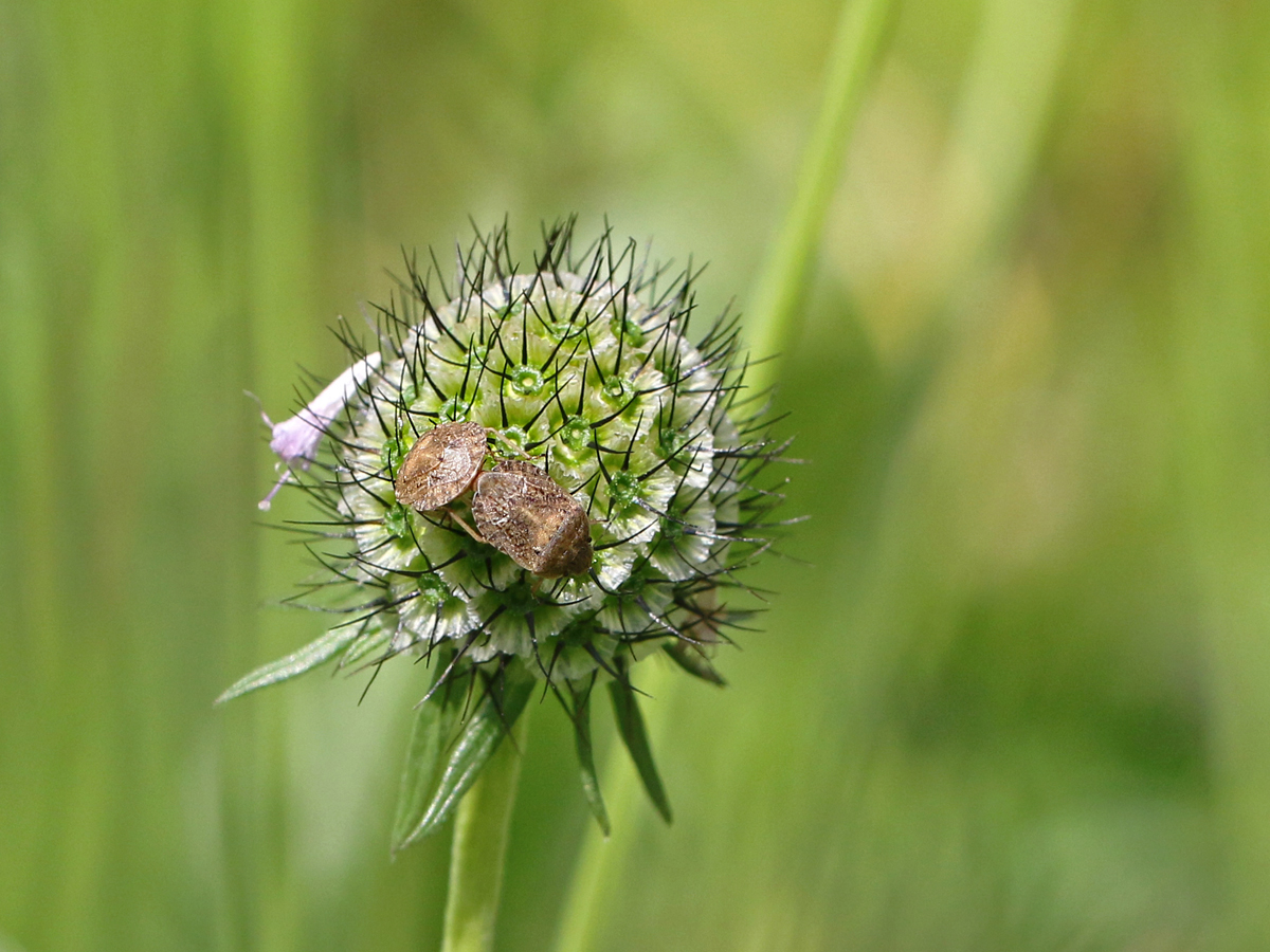 8322-20-05-26Brachwanze Sciocoris macrocephalus CDG Krabbenspinne gelb