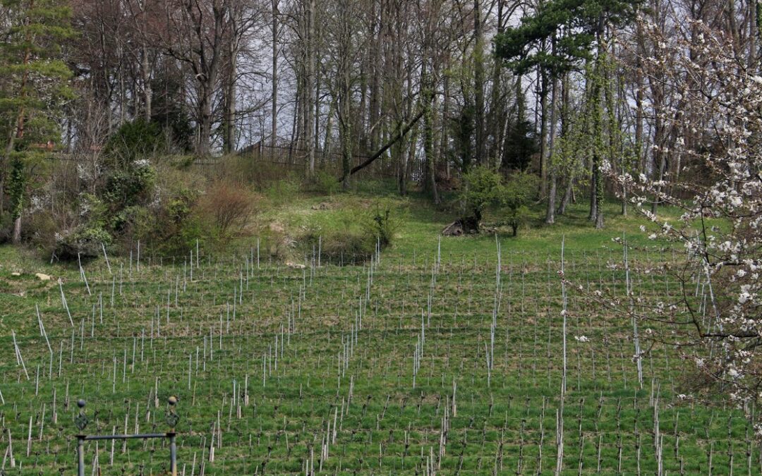 Die Geschichte des Burghölzi-Waldrandes