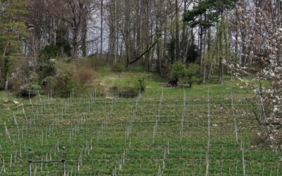 Die Geschichte des Burghözli-Waldrandes