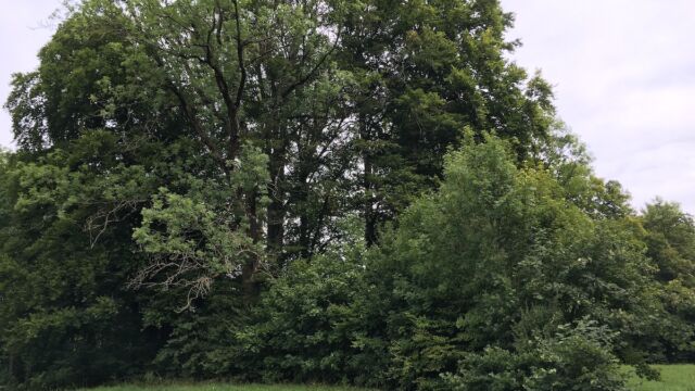Bei den Waldrandzugängen waren Eschen und Ahorne hochgewachsen.