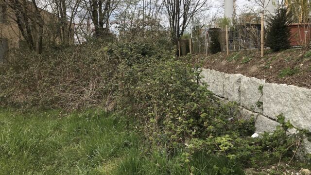 Die Nordwest-Ecke war vor der Aufwertung ein Brombeergewucher.