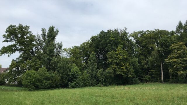 Die Feuerstelle war von der Wiese aus nicht mehr sichtbar.