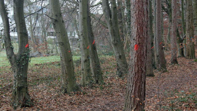 Aber ein Grossteil der Bäume in der ersten Reihe wurde gefällt damit mehr Licht in den Wald gelangt.