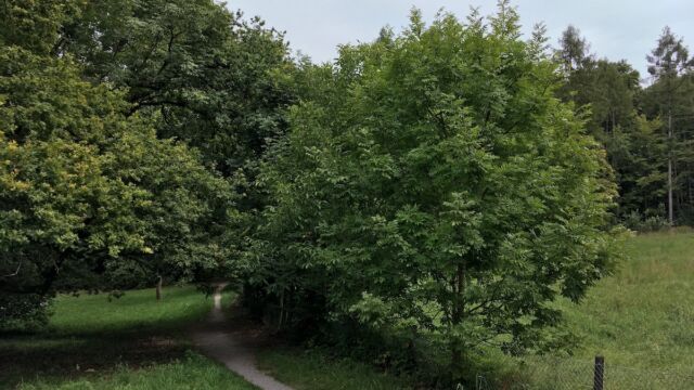 Im Vordergrund eine Esche, die zu einem Baum geworden wäre.