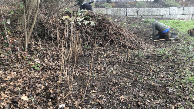 ...pflanzten viele einheimische Sträucher. Mit dem Brombeerschnittgut entstand gleich eine Kleinstruktur als Unterschlupf für Igel.