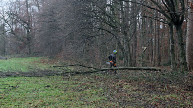 Der erste gefällte Baum.