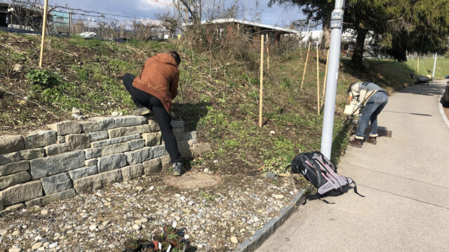Die Trockenmauer stabilisiert den Hang und bietet gleichzeitig verschiedenen Arten einen Brutplatz oder Unterschlupf.