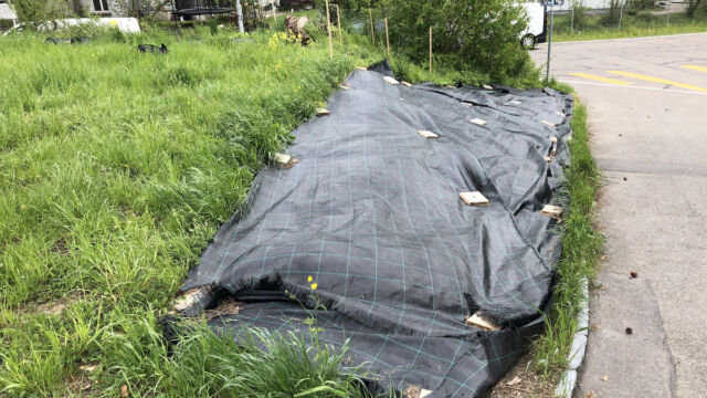 Dieser bisher artenarme Grasspickel wurde mit Bändchengewebe abgedeckt, damit darunter die Vegetation abstirbt und anschliessend eine Blumenwiese angesät werden kann.