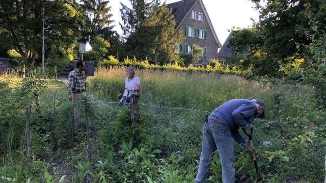 Im Juni halfen uns mehrere Freiwillige die Brombeeren nochmals zurückzudrängen.