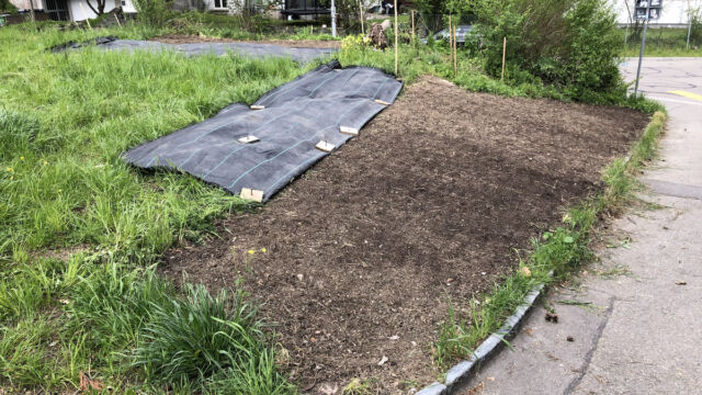 Nach dem Entfernen der Blache ist die Vegetation darunter abgestorben und der Boden nach dem Ausgleichen der Unebenheiten bereit für die Ansaat.