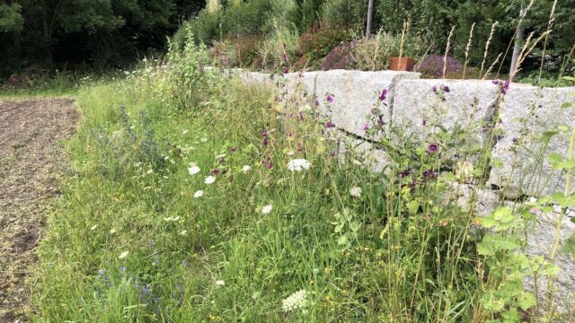 Die Buntbrache vor der Mauer entwickelt sich gut!