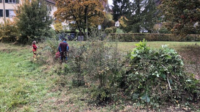Mit den Brombeerresten erstellten wir gleich wieder eine Kleinstruktur mit einem Igelunterbau.