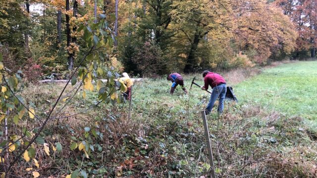 Damit auch die Wurzeln entfernt werden, kam immer wieder der Pickel zum Einsatz.