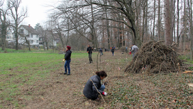 Mehrere Asthaufen wurden erstellt und die Wiese von Zweigen geräumt.