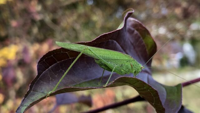 Diese Vierpunktige Sichelschrecke (Phaneroptera nana) in der Nordwest-Ecke stellte den zweiten Nachweis im Burghölzliperimeter dar. Sie kommt eigentlich vor allem in südlicheren Regionen vor, hat sich in den letzten Jahren aber in der Stadt Zürich angesiedelt.