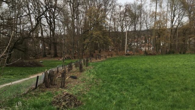 Der optische Bezug zwischen Wiese und Feuerstelle ist wieder hergestellt.