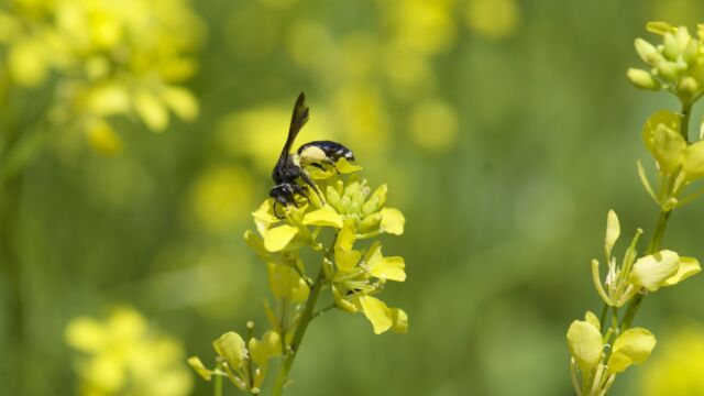 Eine der bisher seltensten Arten um den Burghölzlihügel konnten wir auf dem Senf in der Südostecke nachweisen. Die Senf-Blauschillerbiene (Andrena agillisima) ist auf grossblütige Kreuzblütler (Brassicaceae) spezialisiert. Foto: Fabian von Mentlen