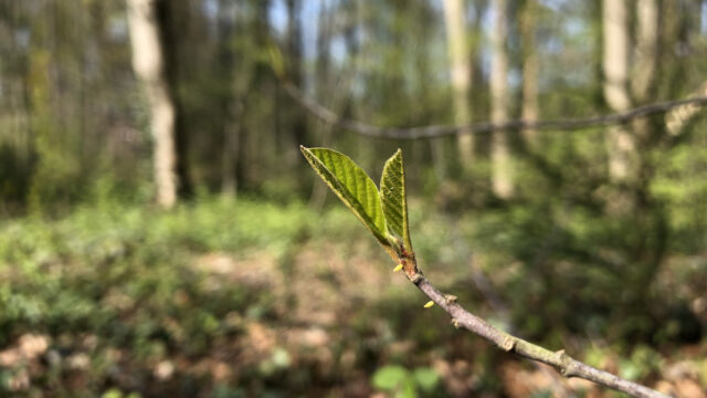 Am Faulbaum sind im April die Eier des Zitronenfalters (Gonepteryx rhamni) zu finden.