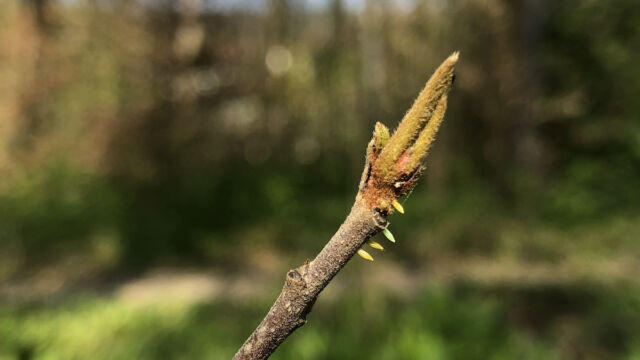 Hier wurden gleich vier Eier an eine Faulbaum-Knospe gelegt.