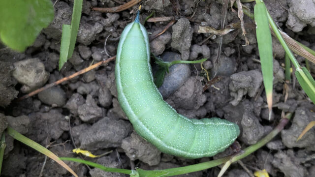 Im Krautsaum um die gepflanzten Sträucher entdeckten wir eine Raupe des Taubenschwänzchens, die an Labkraut frisst.