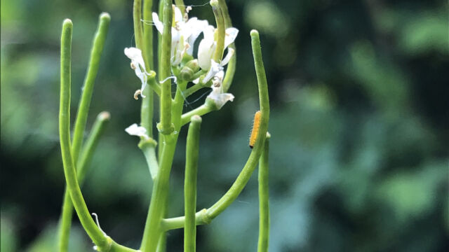 Im Krautsaum blüht an mehreren Standorten am Waldrand das Wiesen-Schaumkraut. Der Aurorafalter (Anthocharis cardamines) legt daran seine Eier. Hier ist eine noch sehr junge Raupe des Falters zu sehen.