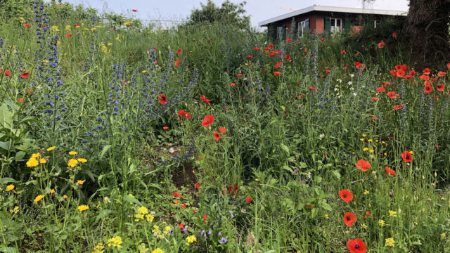 Die Buntbrache in Vollblüte mit viel Mohn, Natternkopf, Bitterkraut, Senf und Lichtnelken.
