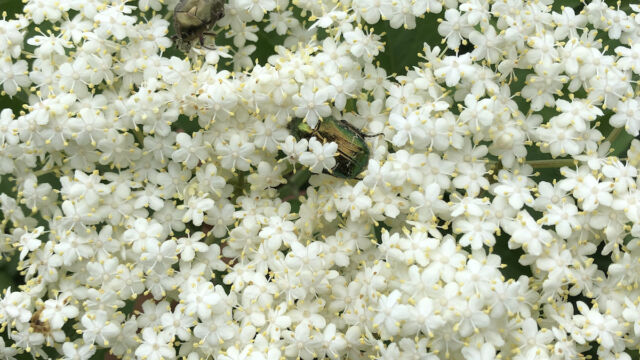 Auf den Blüten des Holunders tummeln sich Rosenkäfer (Cetoniinae) und ein Gebänderter Pinselkäfer (Trichius fasciatus)