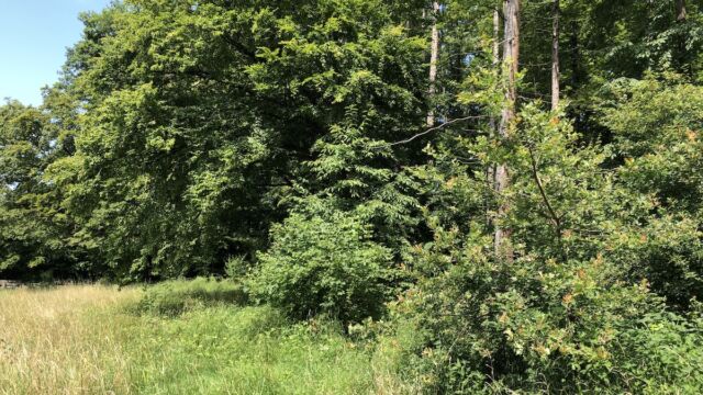 Das Licht dringt jetzt viel weiter in den Wald und im Vordergrund wächst eine Eiche auf.