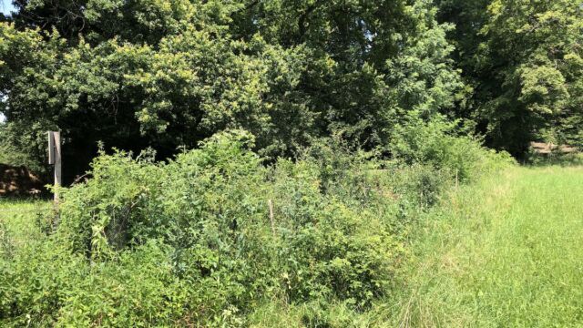 Die Sträucher entwickeln sich sehr gut. Wir sorgen dafür, dass sie nicht zu hoch wachsen, damit die Sicht offen bleibt.