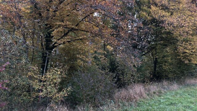 Über den Winter bleibt ein Krautsaum dem Waldrand entlang stehen. Er bietet vielen Arten eine Überwinterungsmöglichkeit.