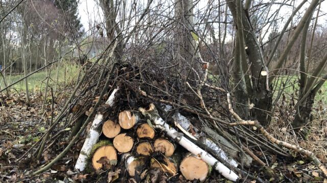 Anschliessend wird weiteres Holz aufgeschichtet. Darüber kommt ein Schicht Laub, die den Hohlraum trocken hält. Zum Schluss wird das Laub mit Zweigen befestigt.