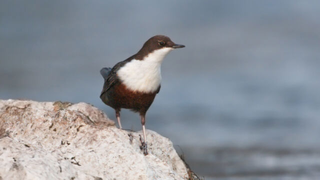 Wasseramsel (Cinclus cinclus)