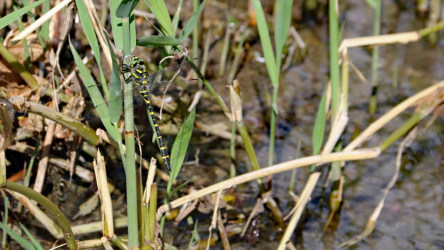 Quelljungfer (Cordulegaster boltonii)