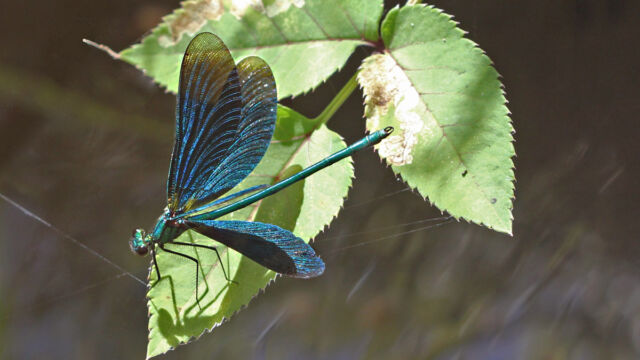 Blauflügel-Prachtlibelle (Calopteryx virgo)